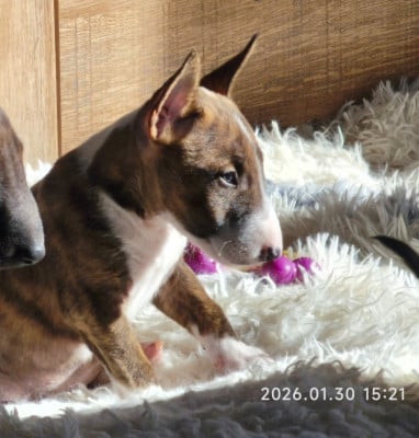 Les chiots de Bull Terrier Miniature