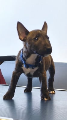 Les chiots de Bull Terrier Miniature