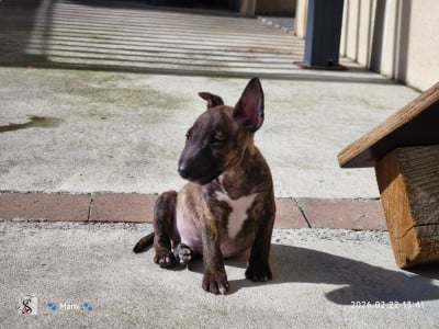 Les chiots de Bull Terrier Miniature
