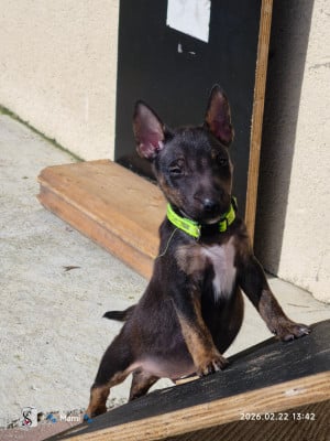 Les chiots de Bull Terrier Miniature