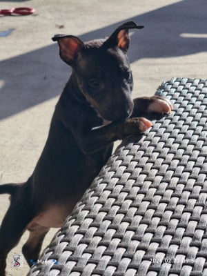 Les chiots de Bull Terrier Miniature