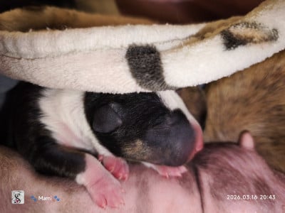 Les chiots de Bull Terrier Miniature
