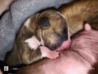 Les chiots de Bull Terrier Miniature
