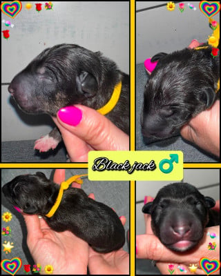 Les chiots de Bull Terrier Miniature