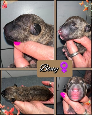 Les chiots de Bull Terrier Miniature