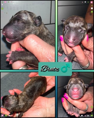 Les chiots de Bull Terrier Miniature
