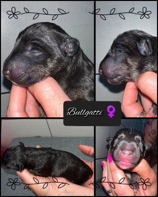 Les chiots de Bull Terrier Miniature