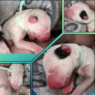 Les chiots de Bull Terrier Miniature
