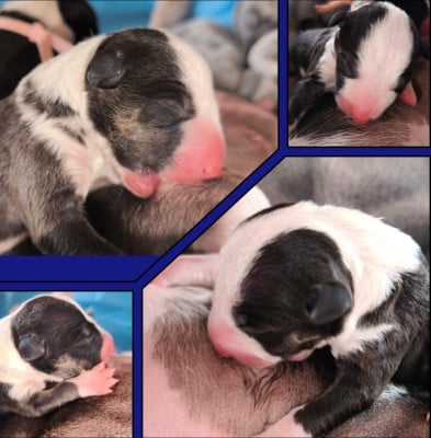 Les chiots de Bull Terrier Miniature