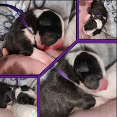 Les chiots de Bull Terrier Miniature