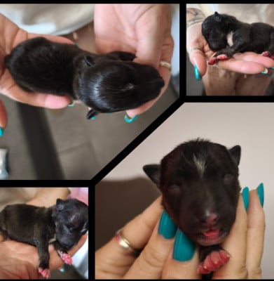 Bébounette - Bull Terrier Miniature