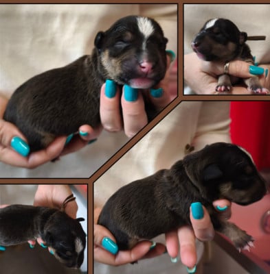 Bull Terrier Miniature