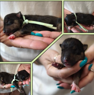 Blackwood - Bull Terrier Miniature