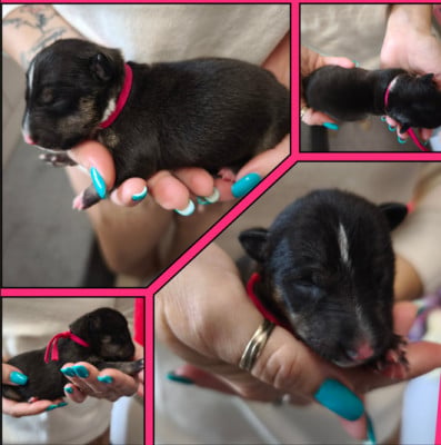Byzance - Bull Terrier Miniature