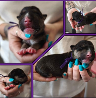 Black Swan - Bull Terrier Miniature