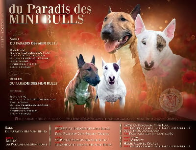 Bull Terrier Miniature - du Paradis Des Mini Bulls