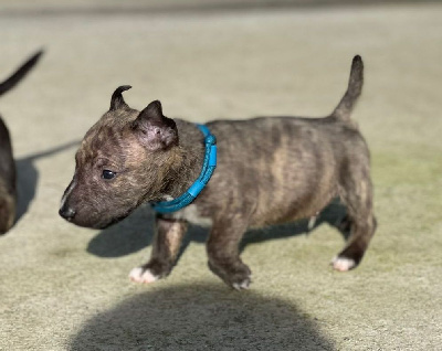 Les chiots de Bull Terrier Miniature
