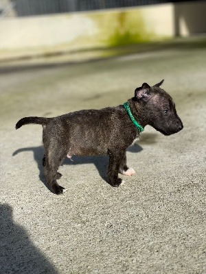 Les chiots de Bull Terrier Miniature