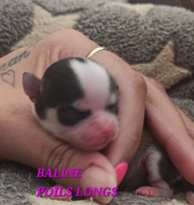 Les chiots de Chihuahua