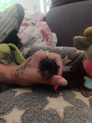 Les chiots de Chihuahua