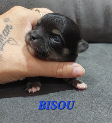 Les chiots de Chihuahua