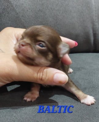 Les chiots de Chihuahua