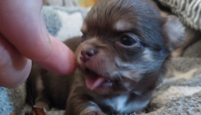 Les chiots de Chihuahua