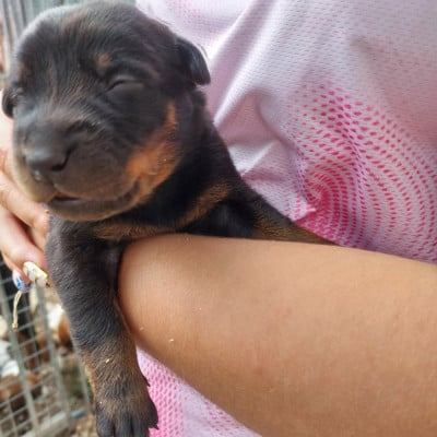 Les chiots de Berger de Beauce