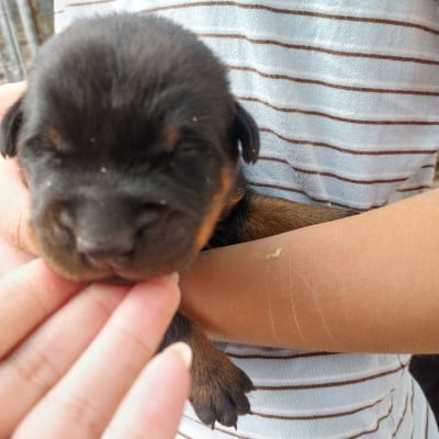 Les chiots de Berger de Beauce