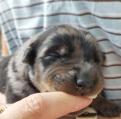 Les chiots de Berger de Beauce