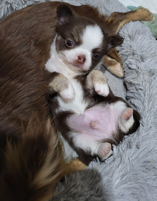 Les chiots de Chihuahua