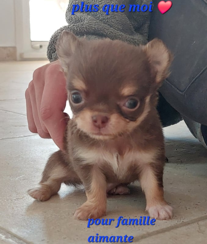 Chihuahua - Des Gardiens De Cendrillon