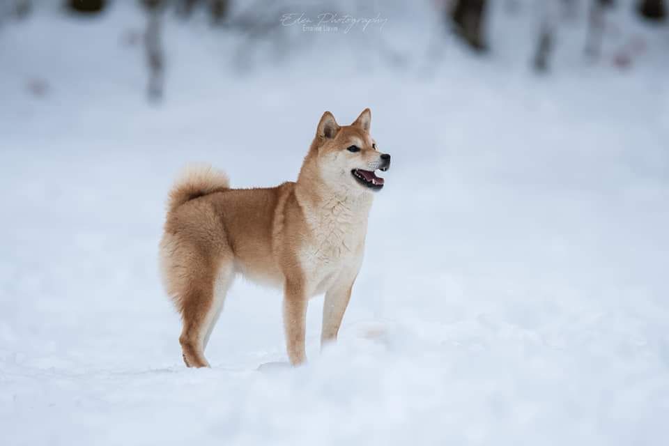 Nagaregumo Kennel Elevage De Shiba Inu Exposition Canine Internationale De Lyon 2010 F