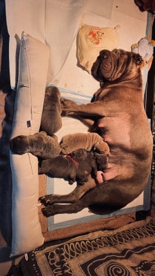 Les chiots de Shar Pei