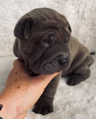 Les chiots de Shar Pei