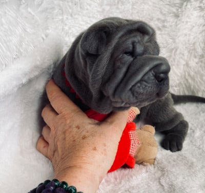 Les chiots de Shar Pei