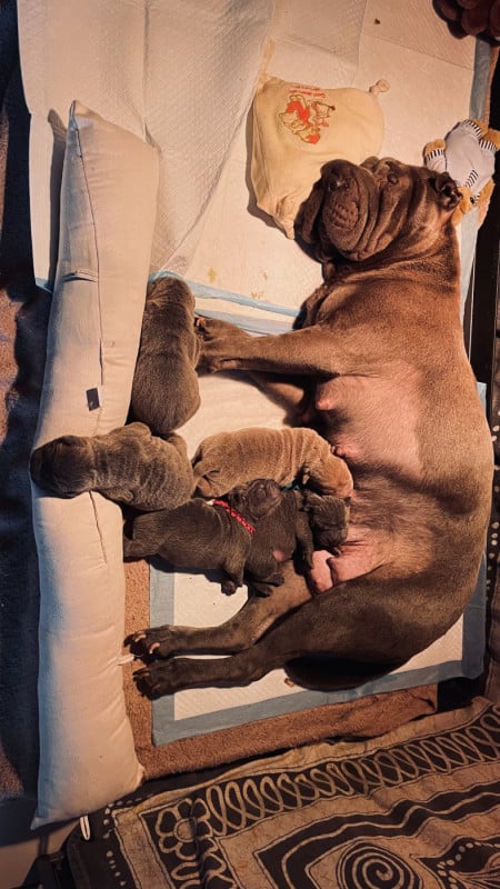 Shar Pei - De La Sagesse Des Plissés