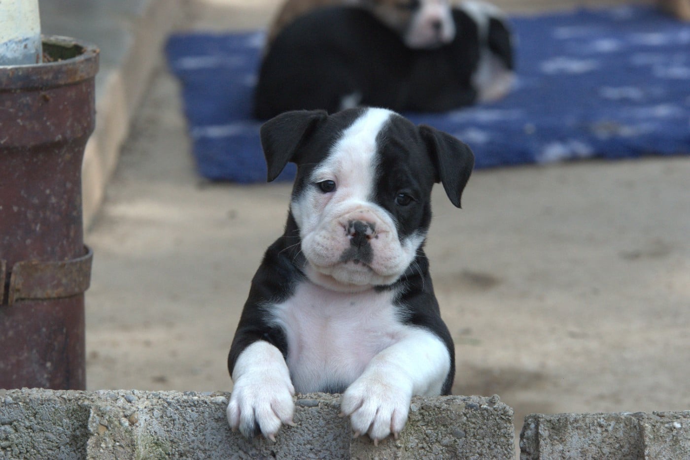 Avana Du Domaine Du Grelot Perdu