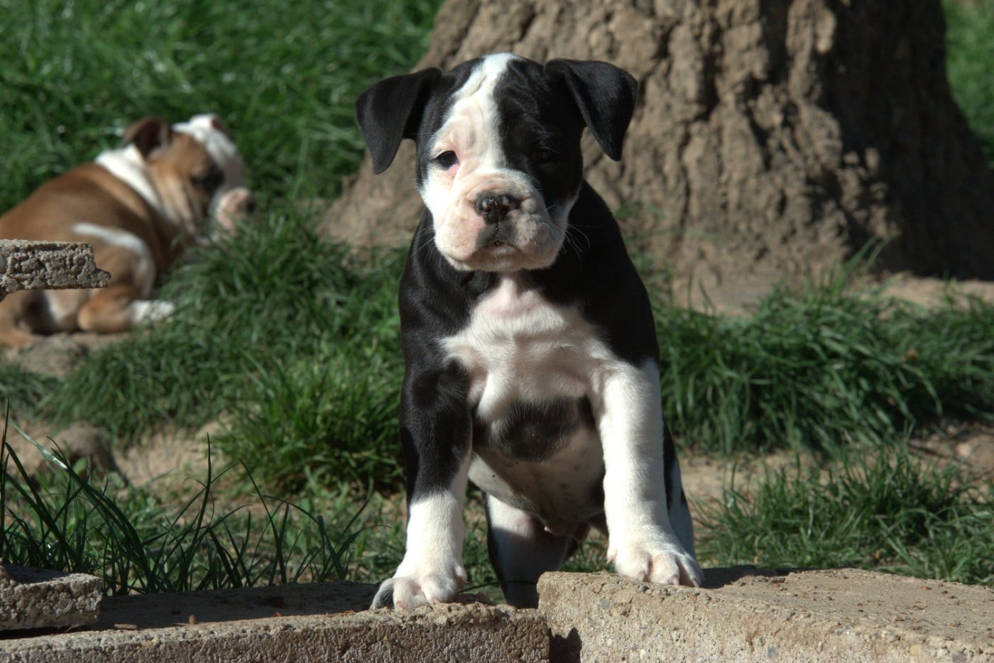 Avana Du Domaine Du Grelot Perdu
