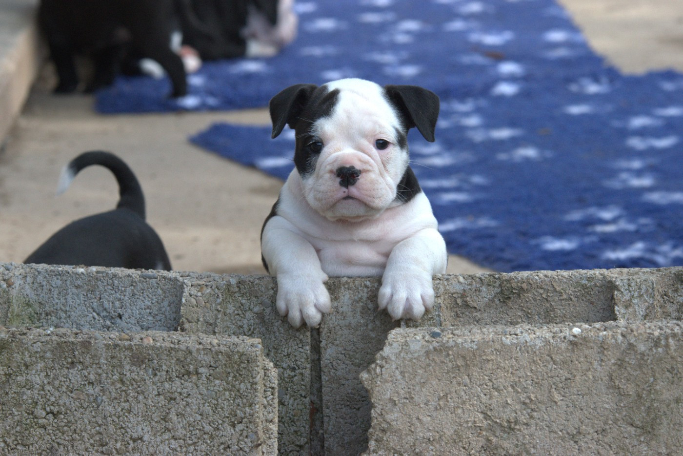 Aya Du Domaine Du Grelot Perdu