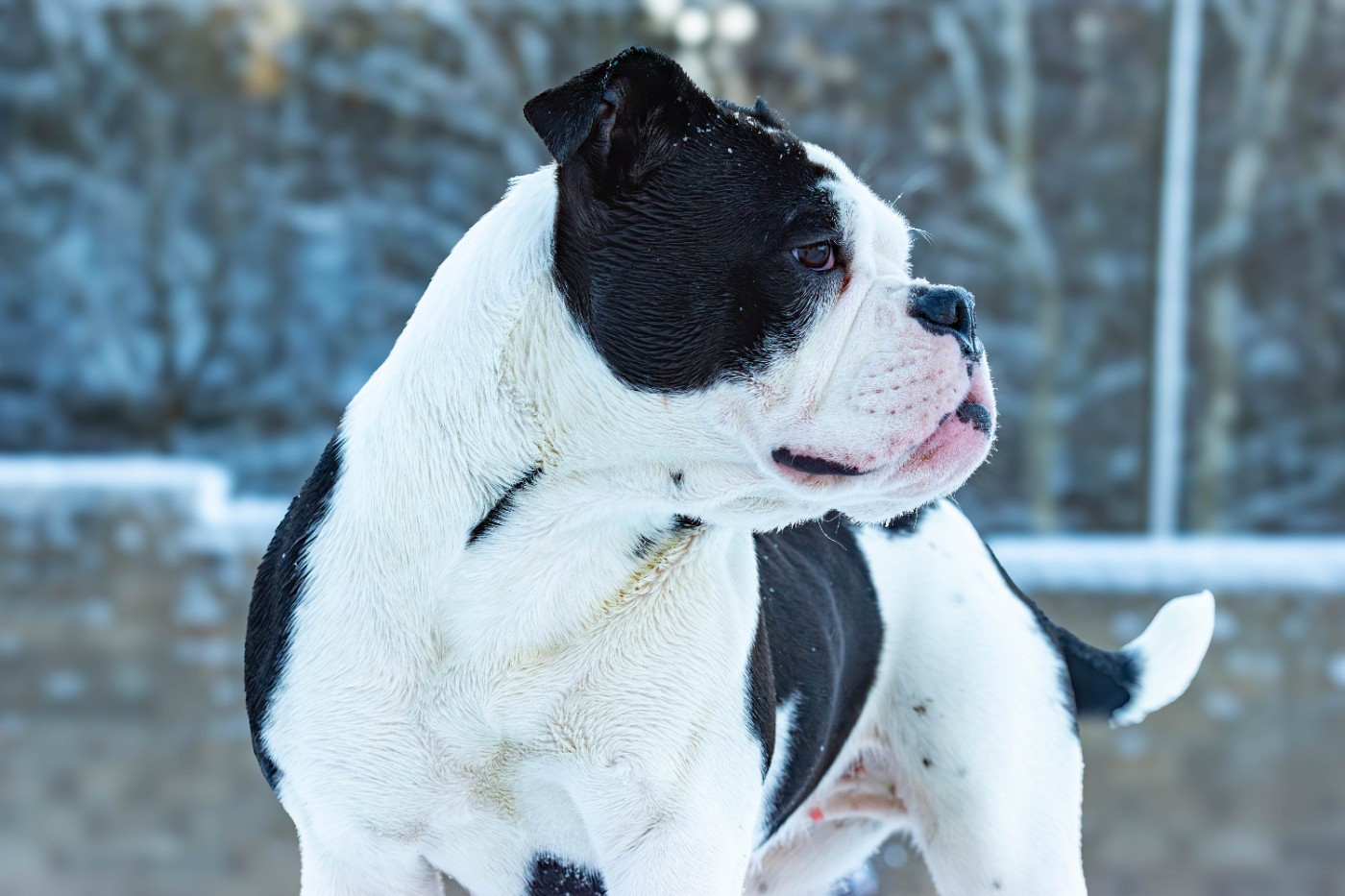 Publication : Du Domaine Du Grelot Perdu