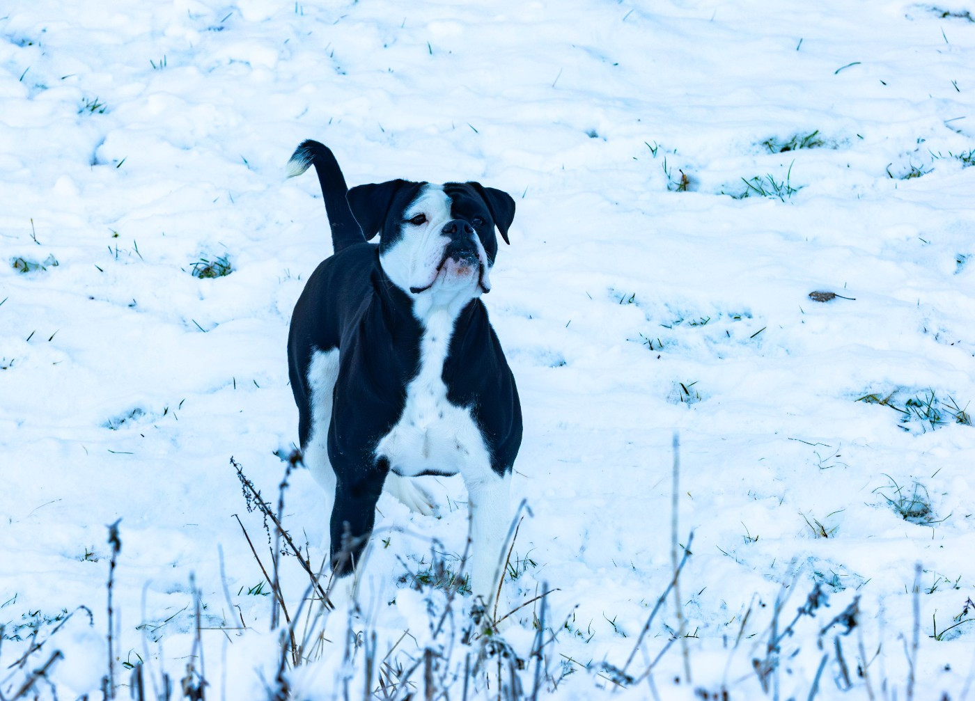 Publication : Du Domaine Du Grelot Perdu Auteur : 1 mois