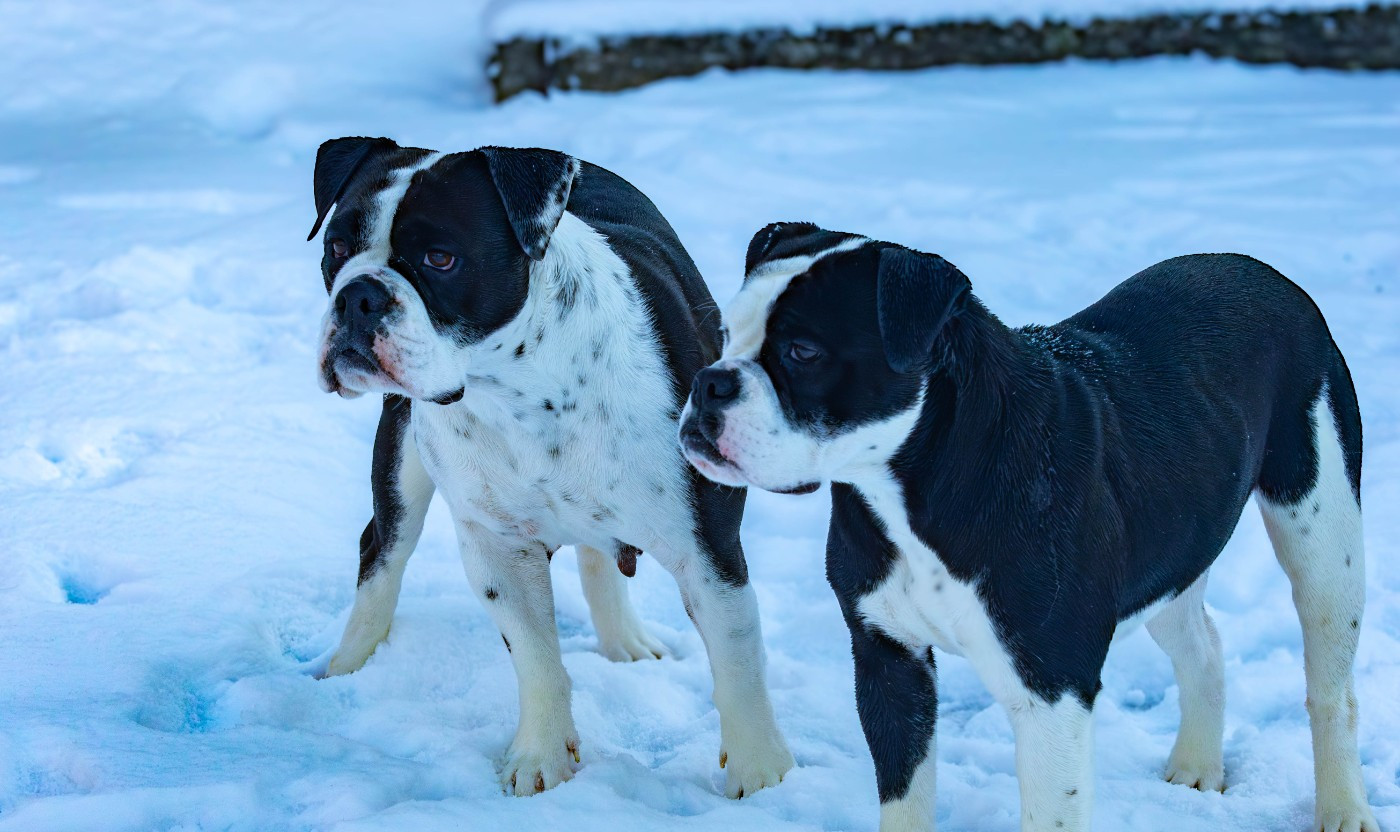 Publication : Du Domaine Du Grelot Perdu Auteur : 1 mois