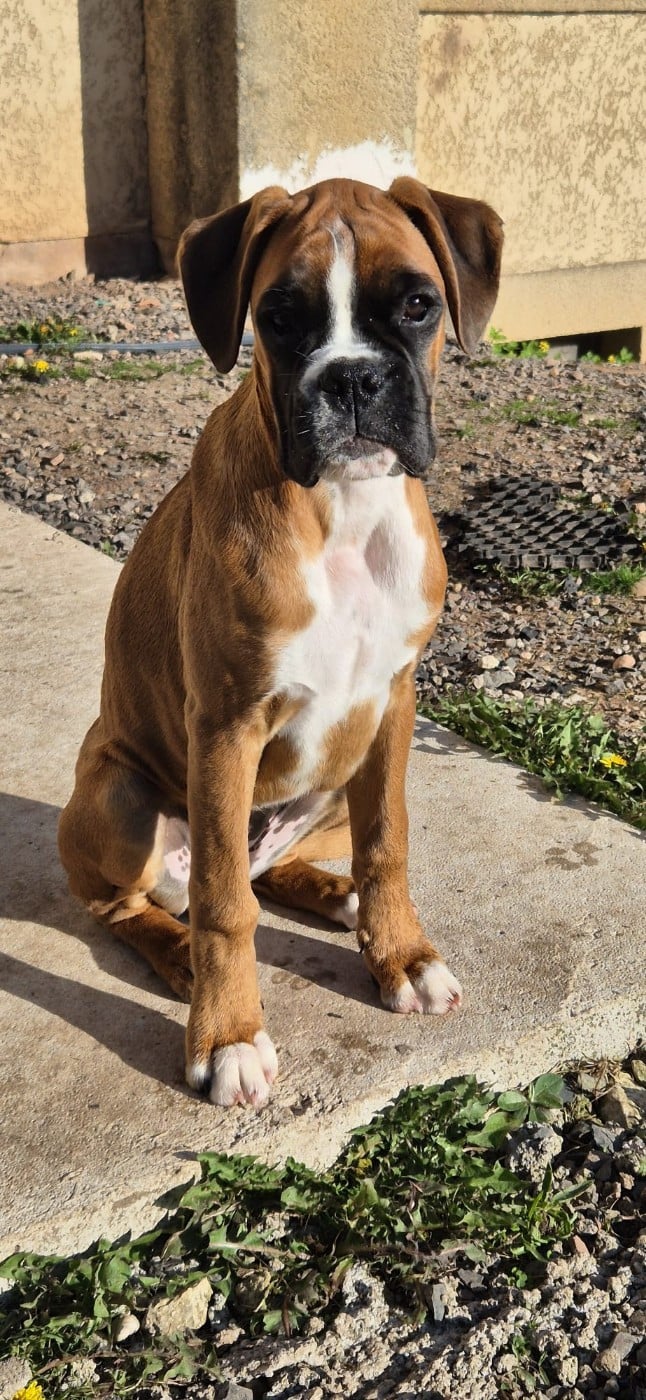 Apache du Val D'Europe