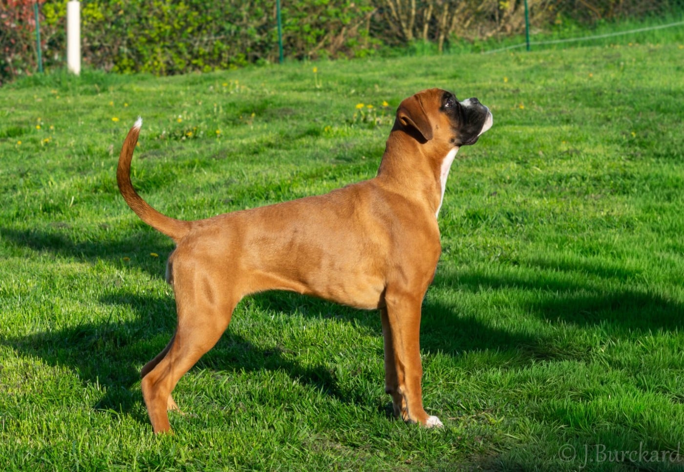 Apache du Val D'Europe