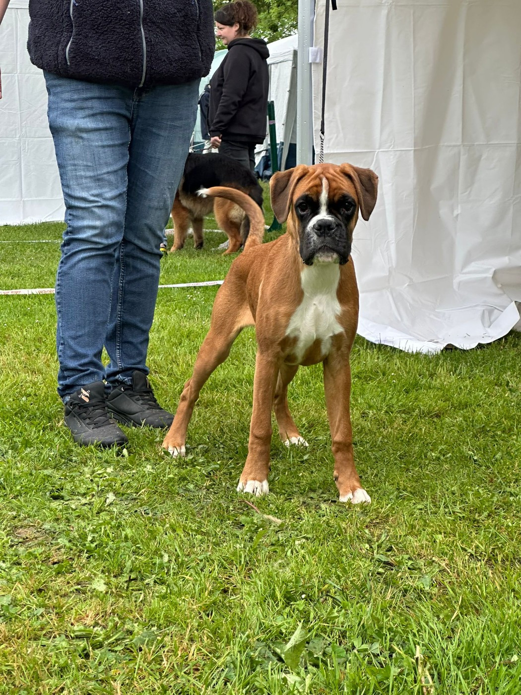 Apache du Val D'Europe