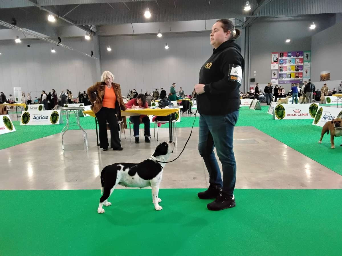 Avana Du Domaine Du Grelot Perdu - 1 er Excellent + CACS + Meilleur de race