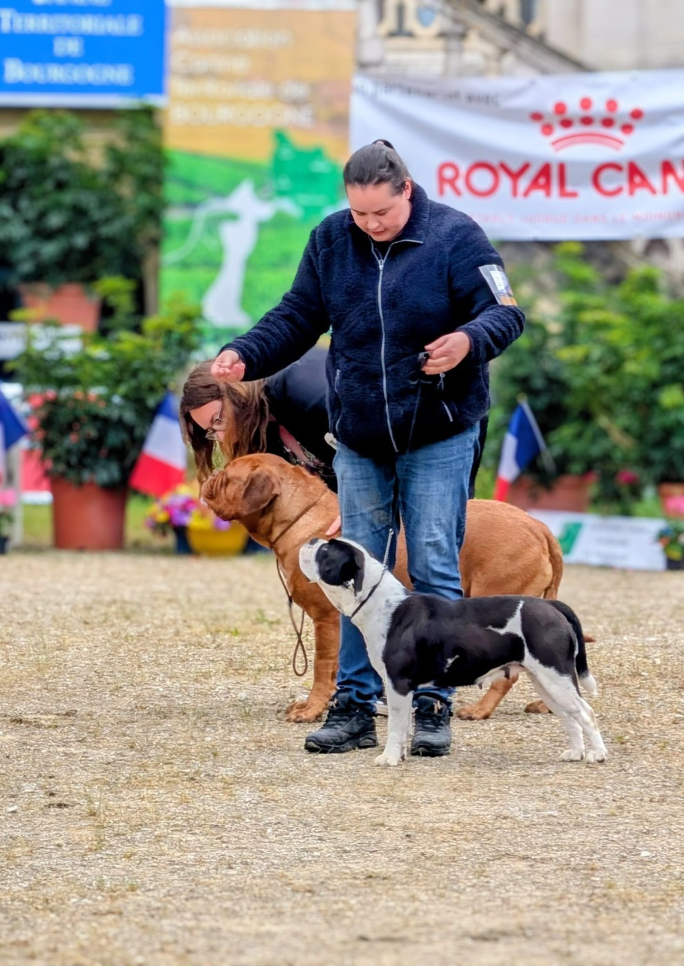 CH. Vanina Des Combattants De La Guérite - 1 er Excellent + CACS + Meilleur de race