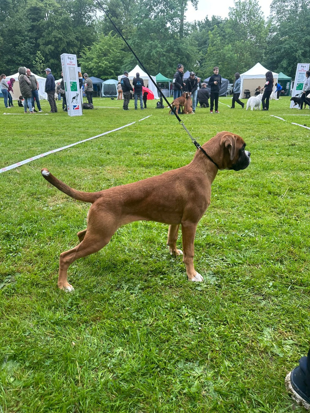 Apache du Val D'Europe - 1 er tres prometteur + Meilleur BABY + 2eme du groupe 2