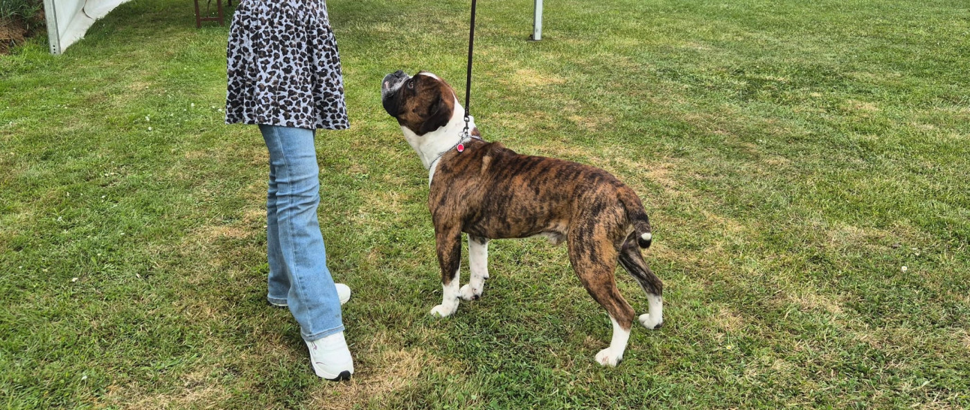 CH. Don romeo de teka - 1 er Excellent + CACS + Meilleur de sexe oppose
